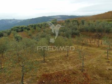 Olival em produção Abaças / Vila Real