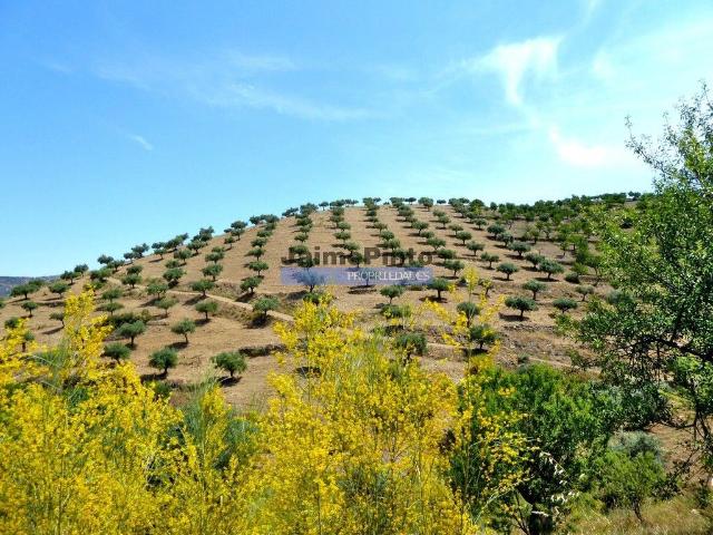 Olival ecológico, 400.000m2, em Barca dAlva. Portugal, Figueira de Castelo Rodrigo