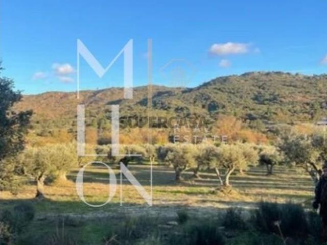 Olival Exclusivo na Velosa Natureza, Privacidade e Potencial Único