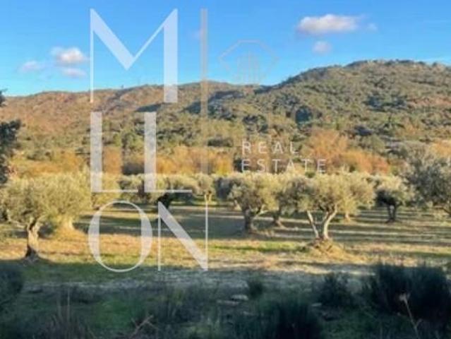 Olival Exclusivo na Velosa – Natureza, Privacidade e Potencial Único