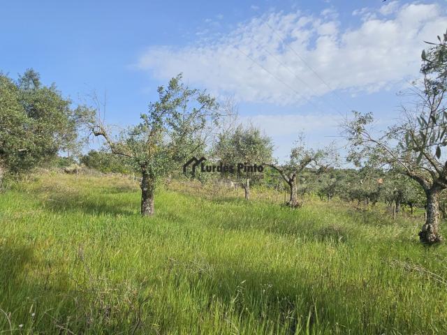 Olival na Soalheira