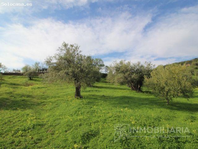 OLIVAR CON ARROYO PROCENDENTE DE LA SIERRA DE LAS NIEVES