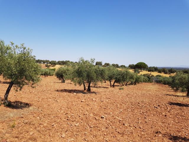 OLIVAR A LA VENTA EN VILLANUEVA DEL DUQUE