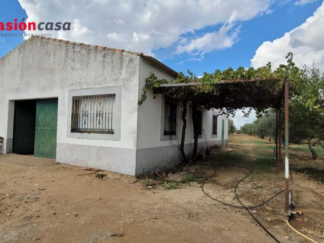 OLIVAR EN VENTA EN ALCARACEJOS