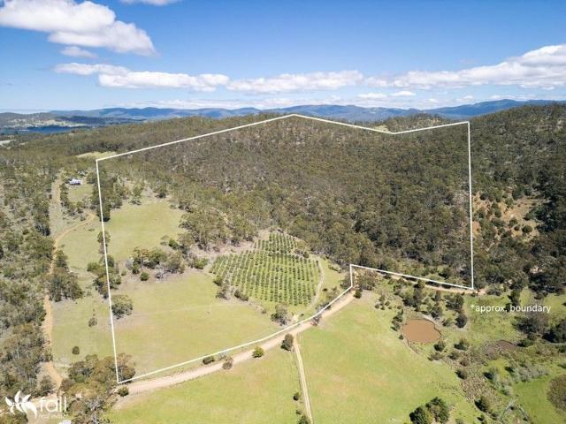 Olives and eucalypts, sunshine and views, great development potential