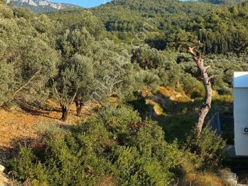 Önü Acık Ferah Kulanışlı Sıfır Kiralık Daire