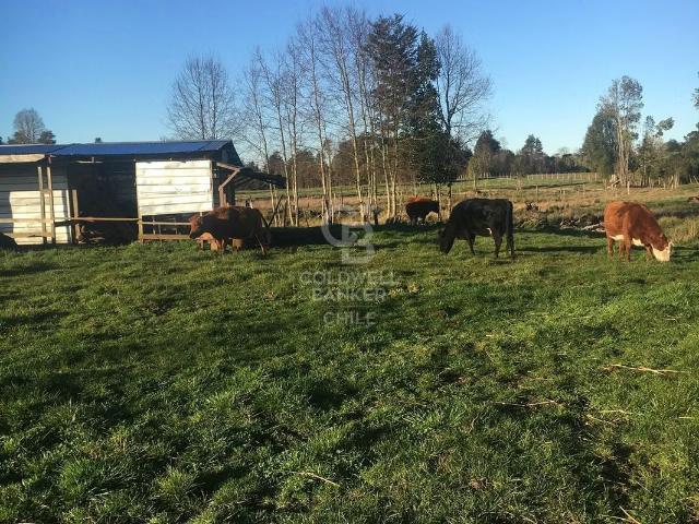 Oportunidad: Tres hectáreas en Fresia | 0 dormitorios por 100000. 00 en Llanquihue