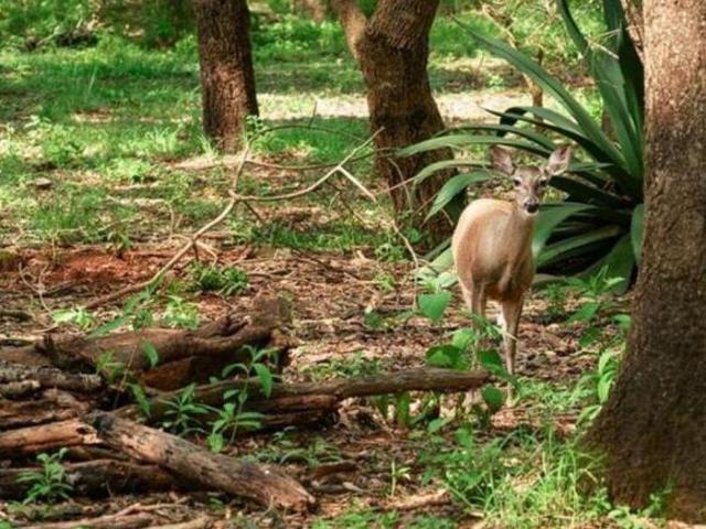 Oportunidad Única – Terreno en Reserva de los Encinos