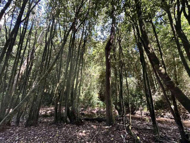 ¡Oportunidad! Vendo hermoso terreno al lado de la ruta 5 Sur altura Mafil. 2 dormitorios por 255000. 00 en Máfil