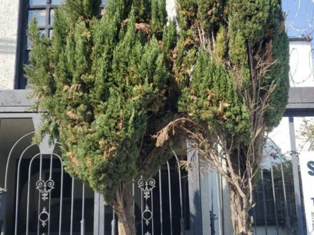 DEPA AUTOR CON ROOF GARDEN / ZONA COLE FONTANAR CORREGIDORA SUR