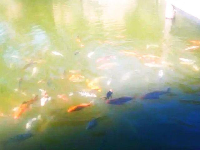 Oportunidad de comprar tu rancho cerca de Valle de Bravo