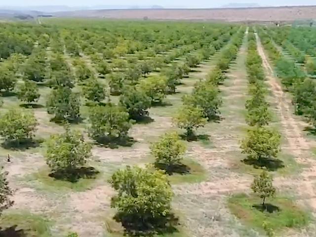 OPORTUNIDAD ?NICA? VENTA DE NOGALERA EN EJIDO SACRAMENTO, Fergon