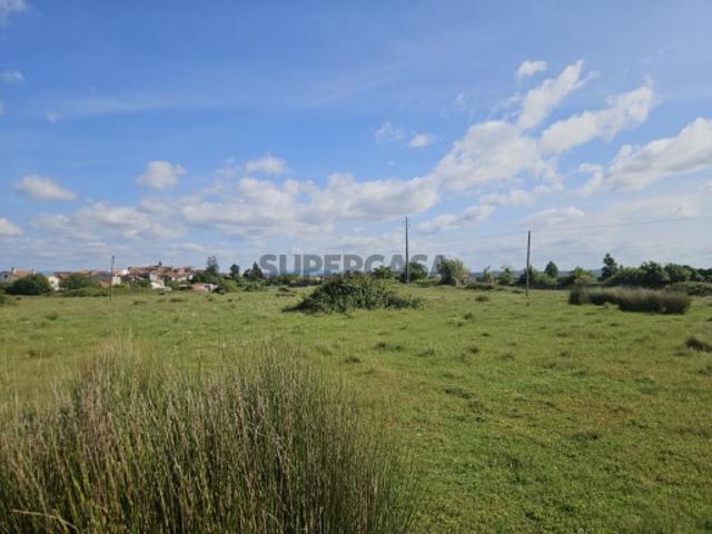 Oportunidade de Investimento em Tentúgal Terreno com Cerca de 50.000 m²