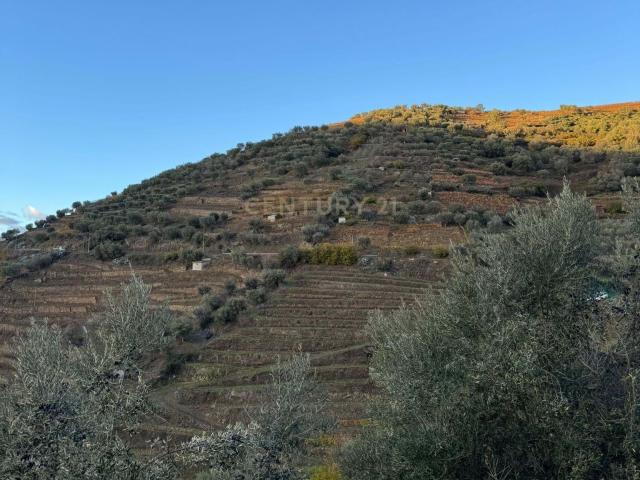Terreno com Árvores de Fruto em Santa Marta de Penaguião