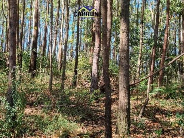 Oportunidade Rural: 6 Hectares com Eucalipto Pronto para Exploração em Passa Tempo