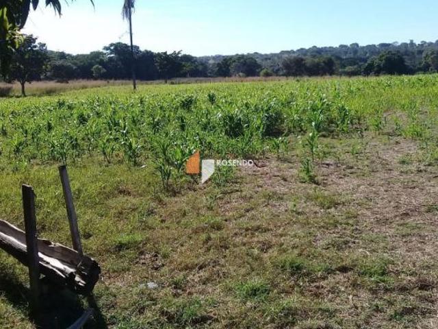 Oportunidade Rural: 90 Hectares Formados por R$ 2 Milhões