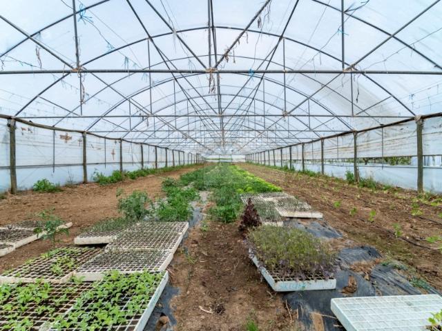 OPORTUNIDADE | Terreno com estufas e armazém para exploração agrícola | Elvas