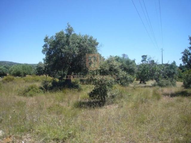 Oportunidade Terreno ideal para produção agrícola ou turismo rural Pedrógão