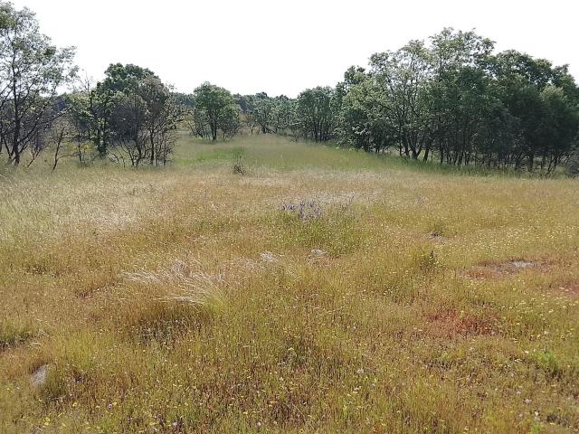 Oportunidade! Terrenos Rusticos, 5.9ha, Baraçal, Sabugal