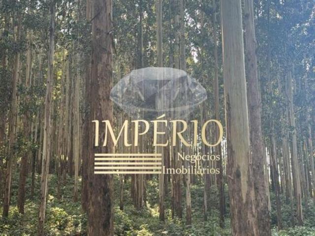 Oportunidade única: Área de 20 hectares à venda em Três Coroas RS, bairro Canastra!