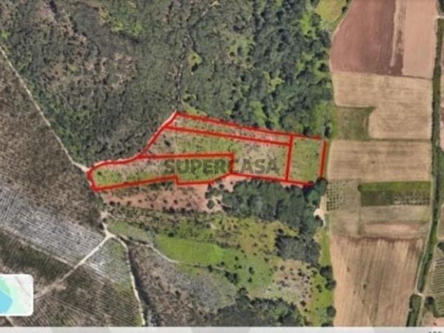 Oportunidade única de investimento agrícola e florestal em Leiria