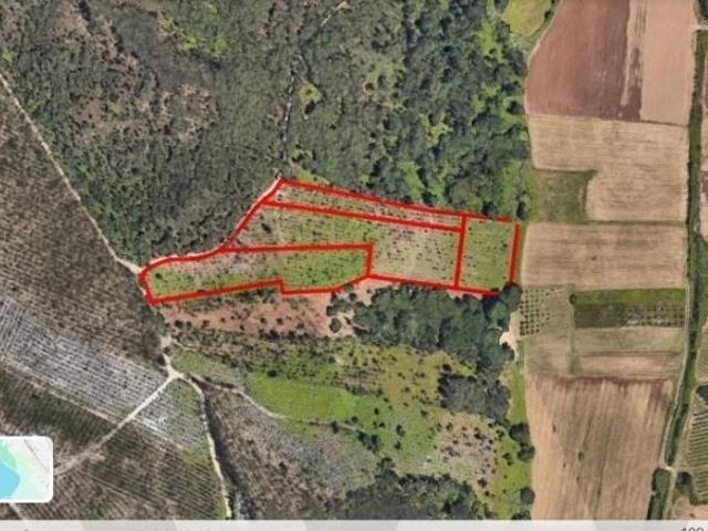 Oportunidade única de investimento agrícola e florestal em Leiria