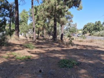 Oportunidade Única de Investimento Terrenos no Pinhal de Negreiros