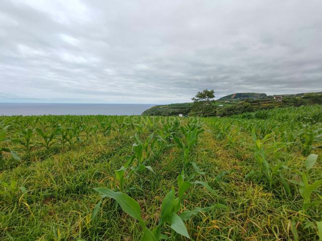 Oportunidade Única na Lomba da Maia – Terreno para Agricultura Terreno Rústico