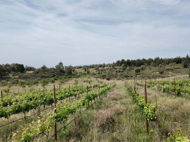 Oportunidade Única: Quinta de 16 Hectares com produção de plantas aromáticas, 2 Ha de rosas DAMASCENA, destilação de óleos essenciais e actividade e commerce