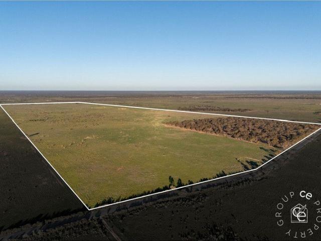 Open Arable Paddocks with a Tree Lot