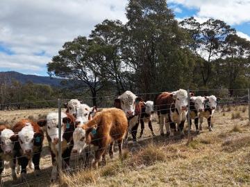 Kain, Eurobodalla County