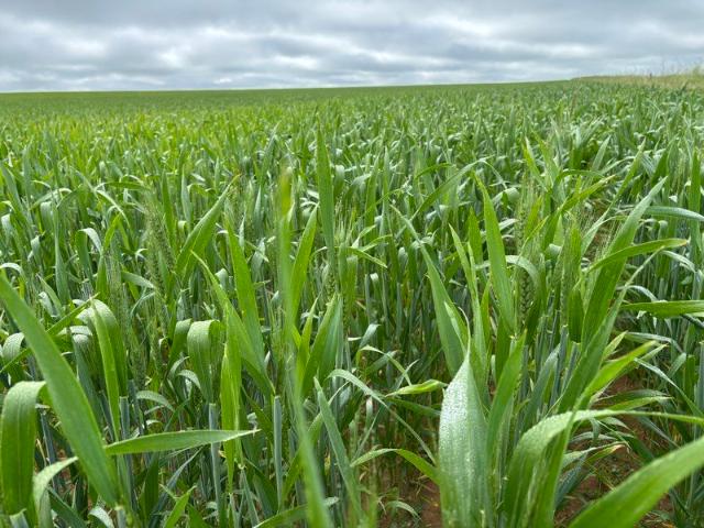 ORANA Mixed Farming