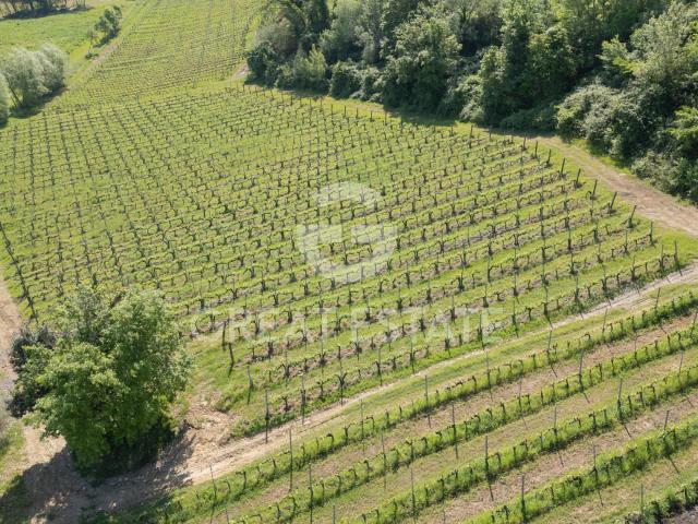 Organic Wine in Tuscany 961m² San Gimignano
