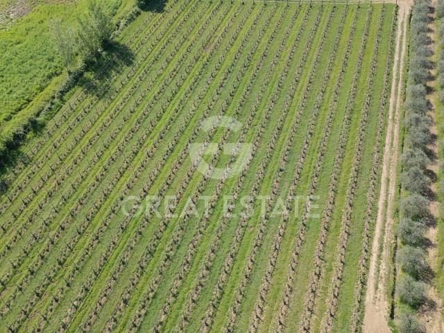 Organic Wine in Tuscany 961m² San Gimignano