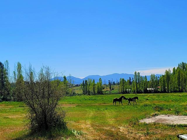 ORILLA DE CAMINO, EL ESTERO, LAS CABRAS