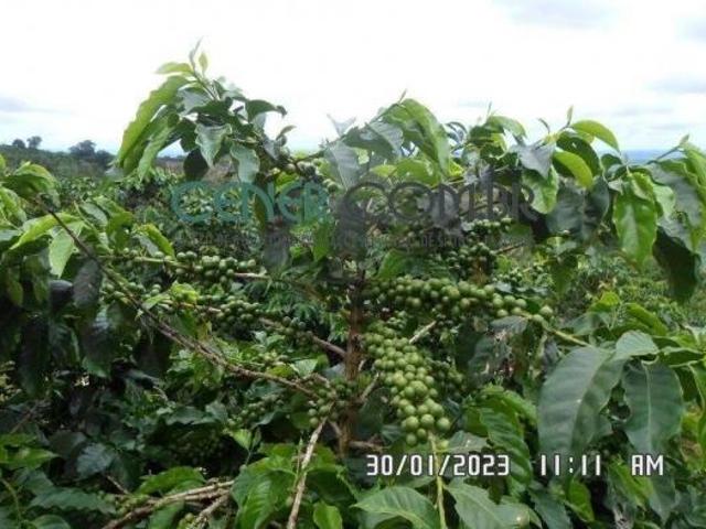 Ótima fazenda com café de 188 ha no Sul de Minas