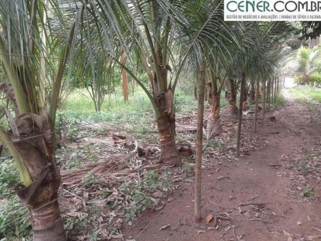 Ótima Fazenda de 295 ha com Ótima estrutura para pecuária