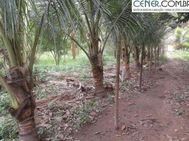 Ótima Fazenda de 295 ha com Ótima estrutura para pecuária