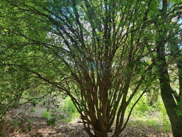 ÓTIMA FAZENDA DE 319,6 HA ÓTIMA PARA LAVOURA EM ESTADO BRUTO