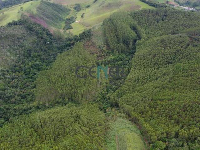 Ótima fazendinha de 50 ha com 28 ha de eucalipto
