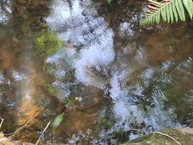 ÓTIMO TERRENO DE 5 HECTARES C/ NASCENTE PRÓPRIA, ÁGUA CORRENTE E LAGOA À VENDA EM PIRACEMA/MG