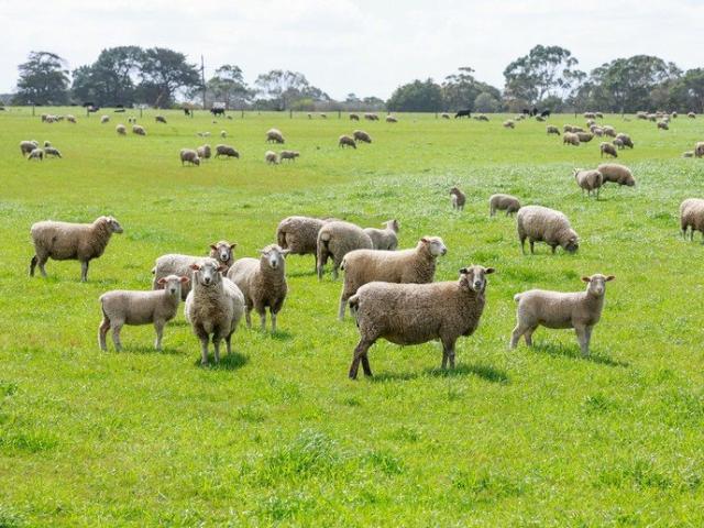 Outstanding Outpaddock Central Woolsthorpe Location Spring Creek Flats