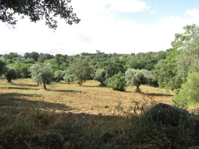 P24 201 Terreno das Águas Boas, Abrantes