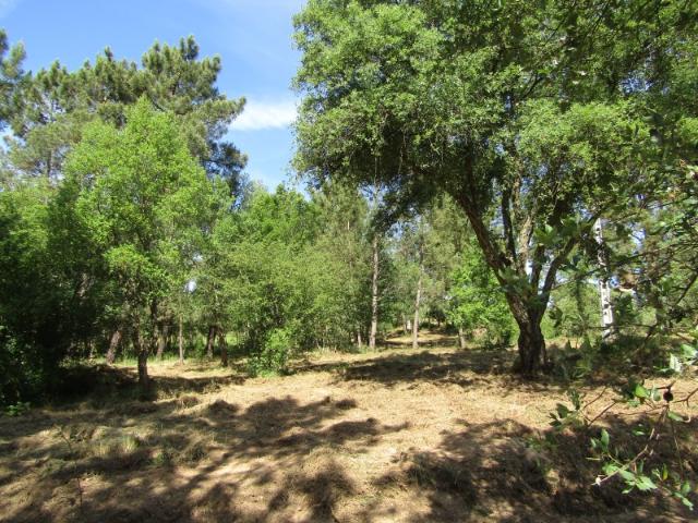 P26 238 Casal da Loba Terreno Urbanizável no Centro de Portugal em Ambiente Rural
