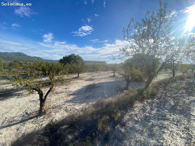 Panorámicas de ensueño y alma rural: tu refugio entre almendros y olivos centenarios