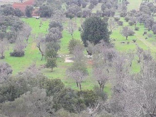 Paderne Faro 8200 495 105170996