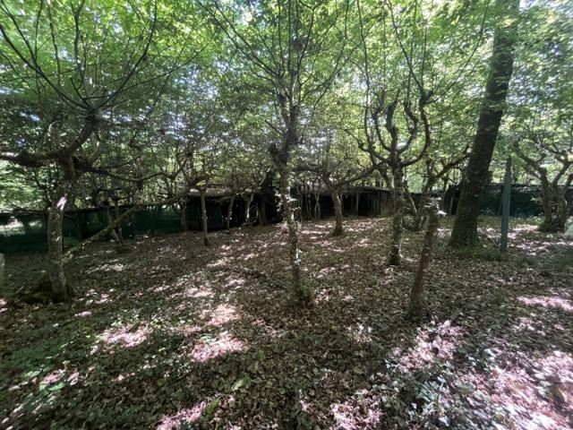 Palombière sur 4Ha 69a 90ca