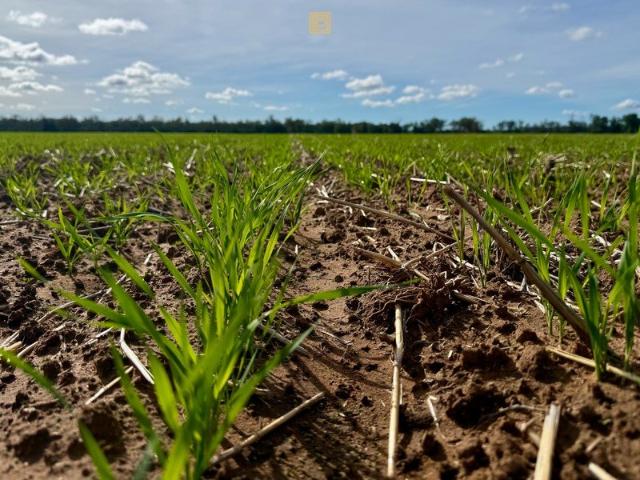 Part Carndu Dryland Cropping, Priced to Sell