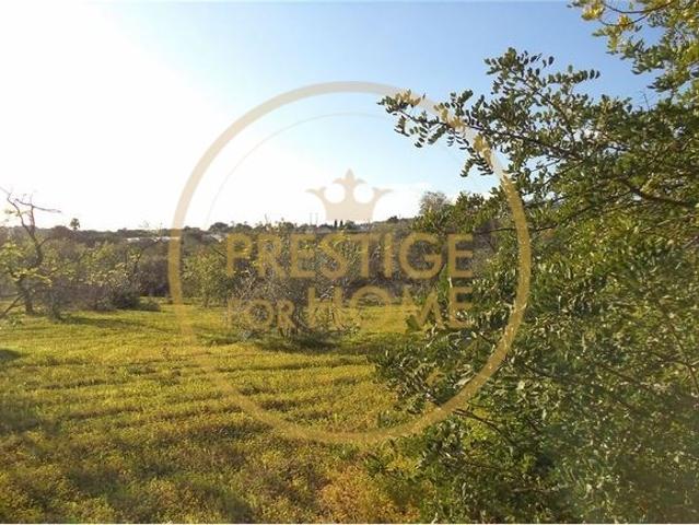Parcela de terreno Rústico com 4640 m2, plano e com culturas plantadas de figueiras, amendoeiras, e oliveiras boa exposição solar