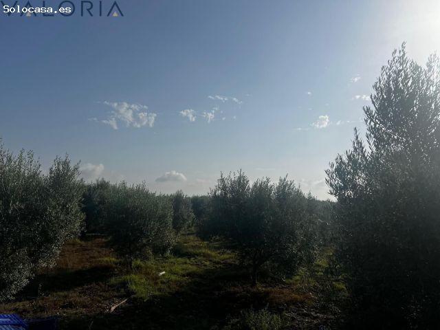 Parcela de 11.000 m2 con construcción de 130 m2 en San Felipe Neri